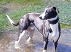 Lurcher for stud