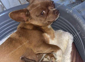 Chihuahua puppies