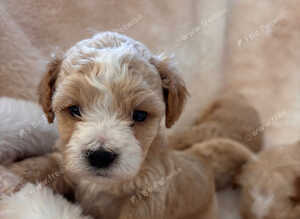 4 outstanding toy shihpoos