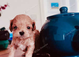 XS Tiny Maltipoo Korean & Asian lines