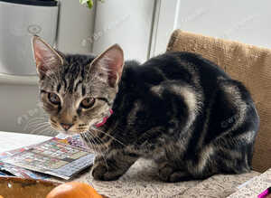 Sweet little kitten looking for forever home
