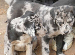 Blue Merle, Sable, Black and White Lollies