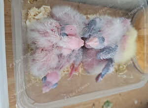 Hand reard baby cockatiel