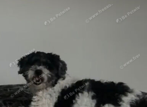 bichon x shit tzu