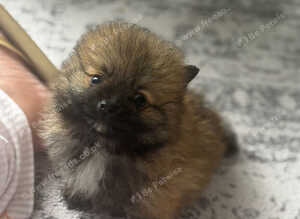 Beautiful Pomeranian puppies