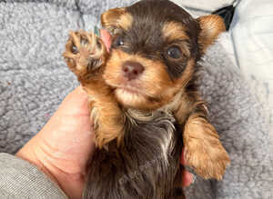 Yorkshire terrier biewer chocolate/ chocolate & tan