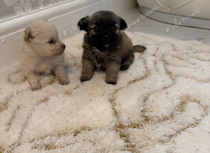 Micro teacup chihuahua n Pomeranian mix