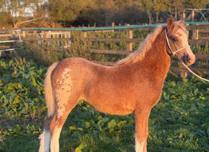 Registered welsh a filly foal