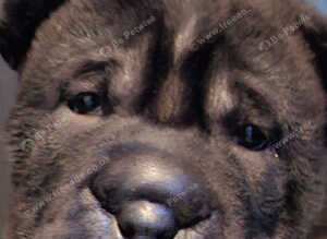 3 beautiful sharpi puppies