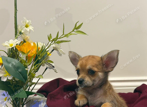 Chihuahua boy puppy