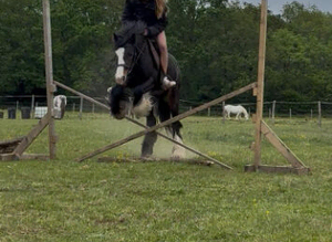 Beautiful 4 year old mare