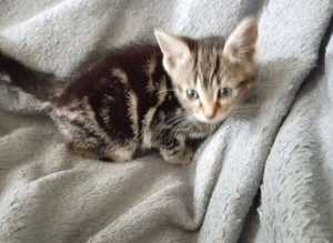Beautiful tabby kitten