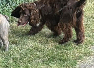 Sprocker Spaneil for sale