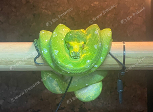Female Biak Green Tree Python