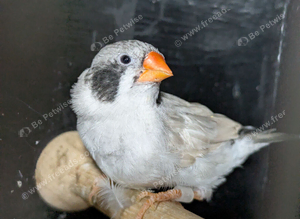 Light back black cheeked hen