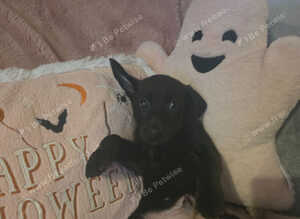 Germanshepard x staffy puppies (Ready)