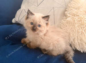 1 left Seal bicolour & seal point ragdolls