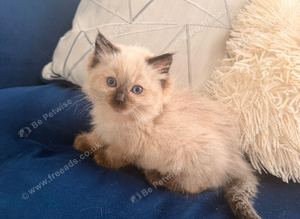 1 left Seal bicolour & seal point ragdolls