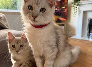 6 month Tica Maine coon boys