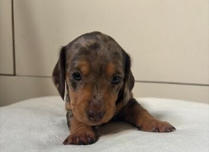 Miniature dachshund puppies