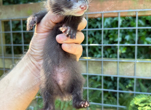 Full angora hob ferret white bib