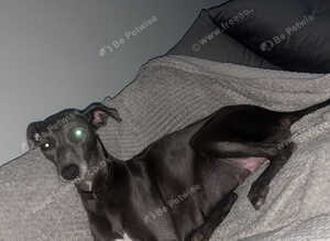 Blue whippet puppies