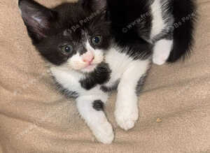 3 kittens 1 boy 2 girls
