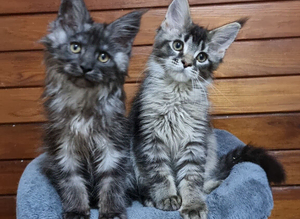 Pedigree Maine Coon Kittens for sale
