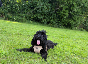 Cockapoo girl