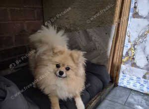 Pomeranian female 7 months old ready now