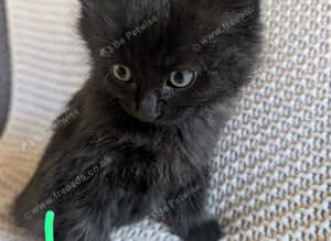 Kittens