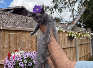 Maincoon kitten