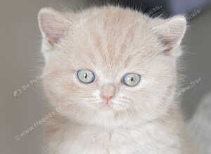 Beautiful British Shorthair Kittens