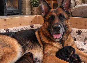 KC Registered GSD male puppies for sale