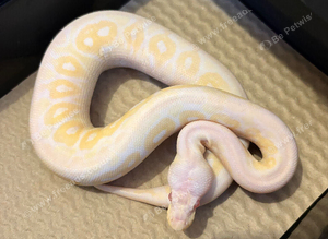Cb26 female cinnamon candino royal python for sale