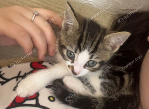 2 kittens 1 male 1 female