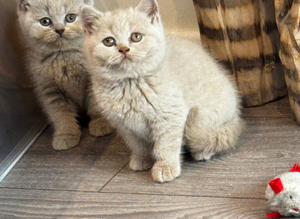 Beautiful lilac Girls & Boy