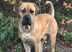 Beautiful (rare) fawn cane corso