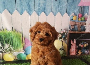 Cavapoo