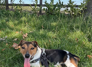 Jack Russell