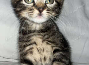 5 beautiful kittens