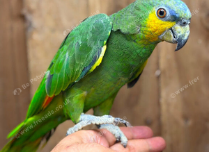 Orange winged Amazon