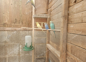 Budgies for sale