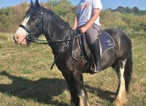 13hh bladgon cob 3.5  years old