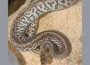 Desert ghost hurricane