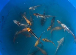 Various koi