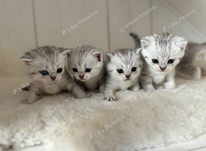 Stunning Snow Spot Kittens