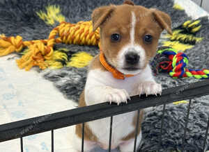 Traditional mini Jack Russell pups