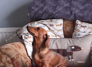 GORGEOUS EXTREMELY LOVING 4 YEAR OLD RED TRUE MINI SMOOTH GIRLIE.