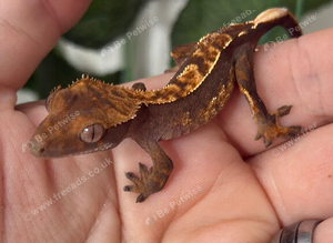 Various baby and adult crested geckos